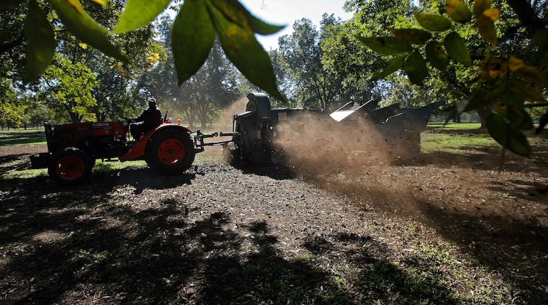 India announced Wednesday that it will reduce its tariff on pecans from 100% to 30%, which could be a boon to growers in Georgia who are responsible for one-third of the pecans produced in the U.S. U.S. pecan sales in India could increase from $1 million per year to $50 million to $60 million by 2030, according to Pecan South magazine. (Ben Gray for The Atlanta Journal-Constitution)