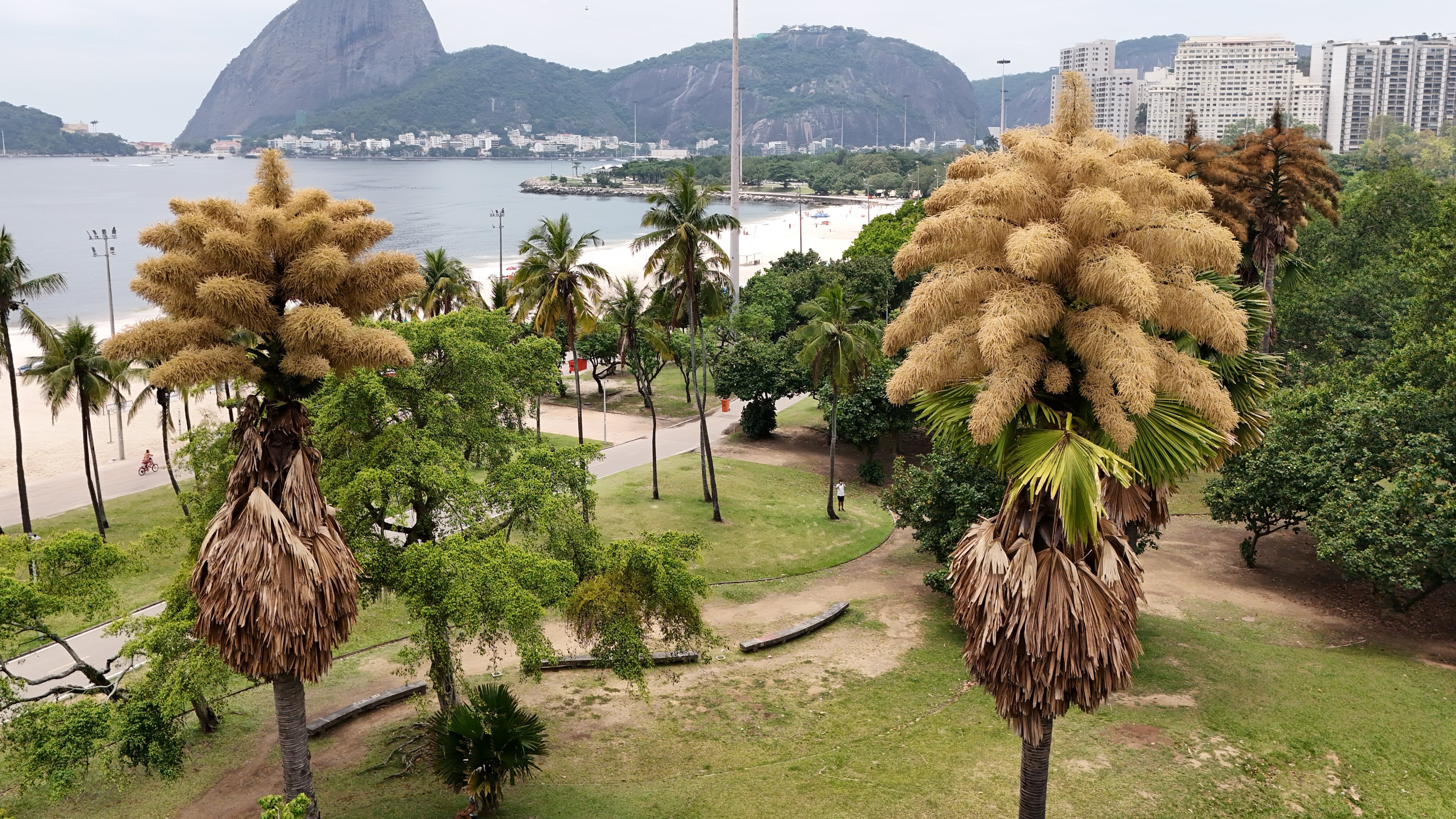 The Talipot palm trees, native to India and Sri Lanka, is in bloom for the first and only time in its life, in Aterro do Flamengo, Rio de Janeiro, Tuesday, Dec. 2, 2025. (AP Photo/Lucas Dumphreys)