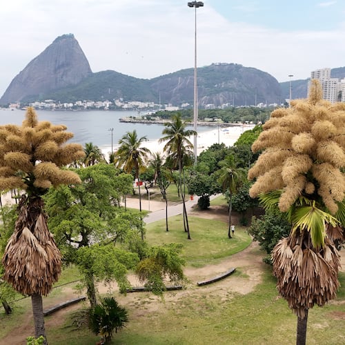 The Talipot palm trees, native to India and Sri Lanka, is in bloom for the first and only time in its life, in Aterro do Flamengo, Rio de Janeiro, Tuesday, Dec. 2, 2025. (AP Photo/Lucas Dumphreys)