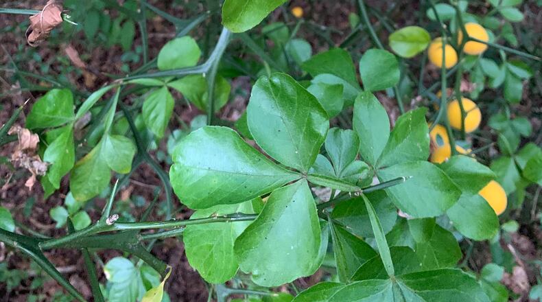 These trifoliate oranges were found growing in the woods at Serenbe. John Kessler for The Atlanta Journal-Constitution