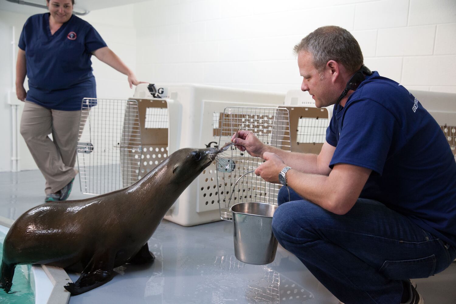 Georgia Aquarium gets new sea lions