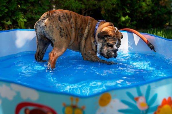 Bubba the English Bulldog plays in a pool in his family's front yard on a hot Friday, June 20, 2025, in Chicago. (AP Photo/Erin Hooley)