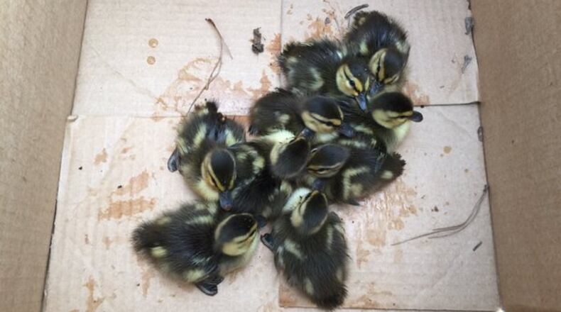 Gwinnett police Sgt. Jake Smith stepped up and saved a group of ducklings from a sewer grate Saturday. (Credit: @GwinnettPD)