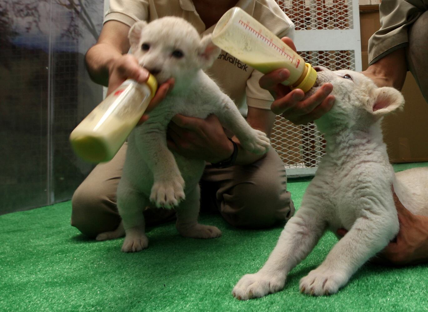 Seven Lion Cubs born At Himeji Central Park, Japan