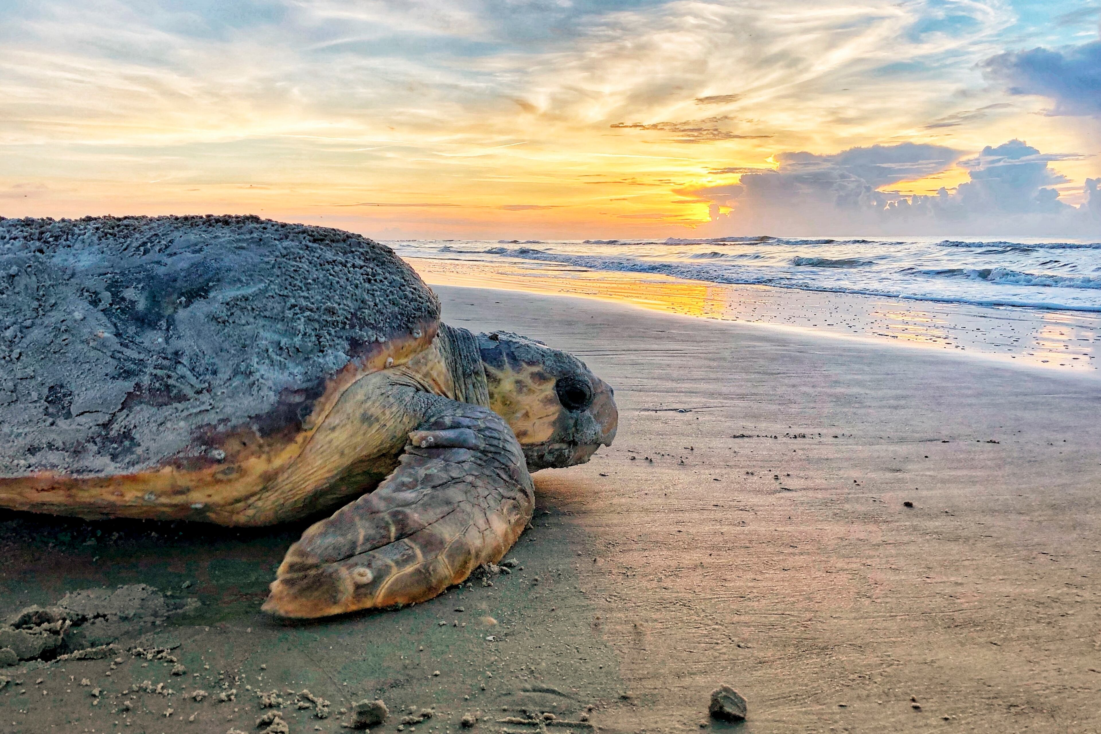 A loggerhead sea turtle returns to the ocean after nesting on Ossabaw Island. (Georgia Department of Natural Resources via AP)