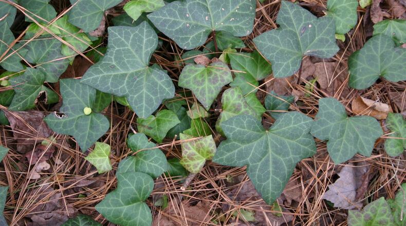 English ivy is one of the most shade-tolerant plants available. WALTER REEVES