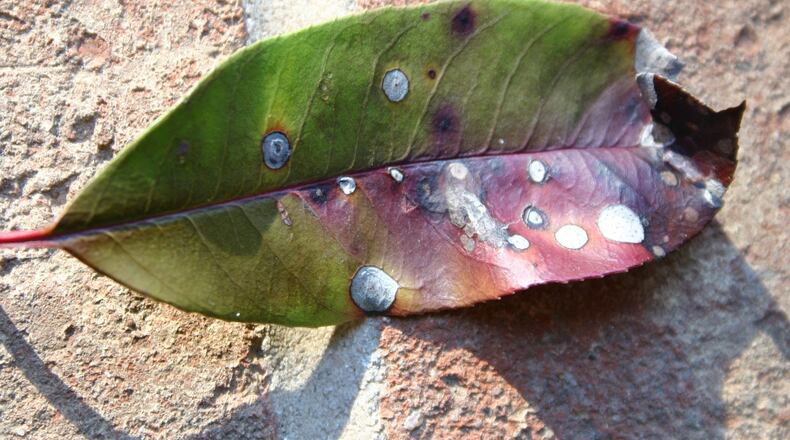 Photinia leaf spot can be controlled by raking and disposing of infected leaves. WALTER REEVES