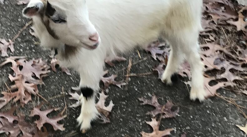 “Walking in my neighborhood I found this adorable Nigerian Dwarf goat in the street. She led me to the front door of her house and she butted and kicked the door, no answer. I locked her in the backyard,” wrote Becky Smithof Roswell. “The next day I went back to the house, a little boy came to the door. I told him about the goat escaping and he said oh that’s RITA, she likes to come inside when it’s cold. I could just imagine RITA sitting by the fire chewing on a tin can. I later learned, when she escaped again that her real name is Eliza, and the little boys father was mystified as to why his son told me her name was RITA. He requested I call her Eliza, as she knows her name!”