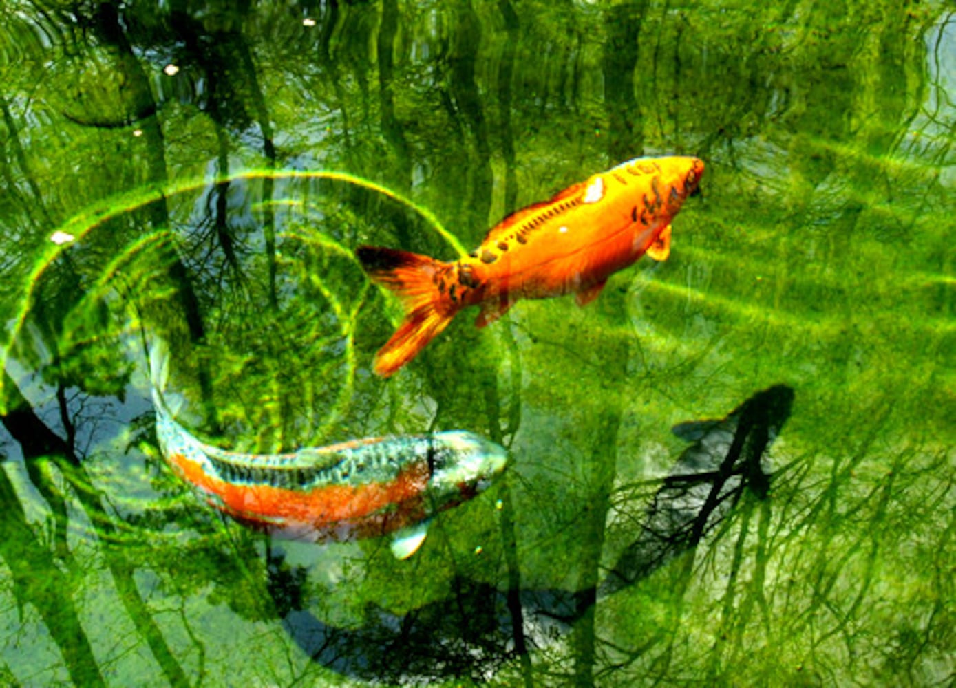 Atlanta Koi Club auction this weekend