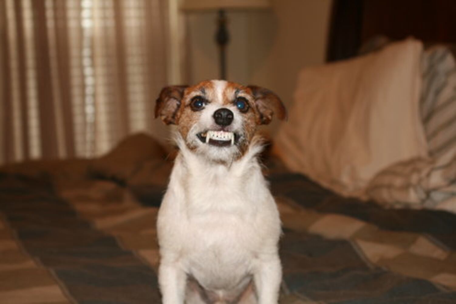 T.G.I.F.: Atlanta's Smiling Pets 54