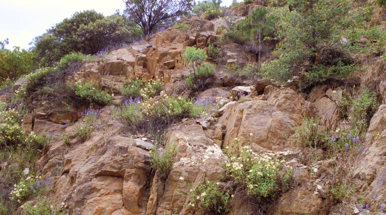 Lupine on this cliff are annuals from seed in the runoff with monkey-flowers. (Maureen Gilmer/TNS)