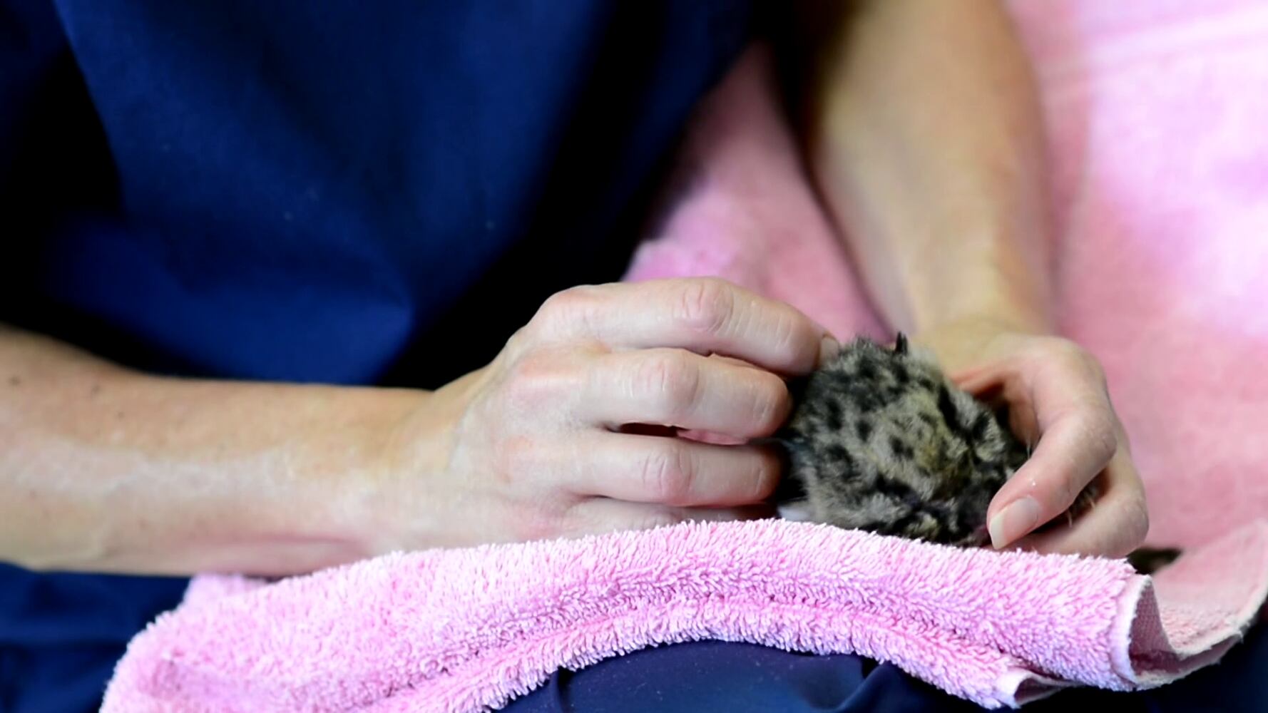 PHOTOS: Clouded leopard quadruplets healthy and adorable in Tacoma