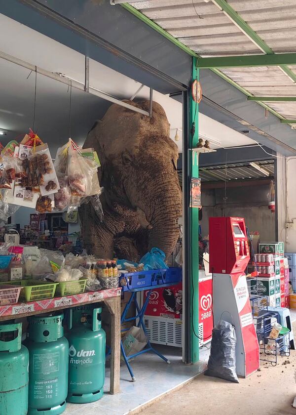 The male elephant, named Plai Biang Lek, ransacks sweet rice crackers at shop in Nakhon Ratchasima province, Thailand, Monday, June 2, 2025. (Kanokporn Sriboon via AP)