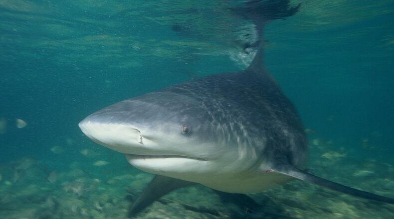 A bull shark, similar to one that attacked an Atlanta man, is pictured here.