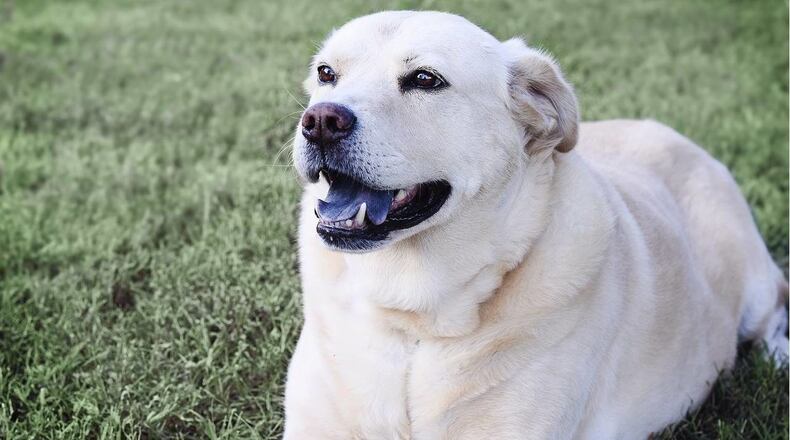 A poignant photograph captured a dog waiting by his owner's bed, waiting for a man who would never return.