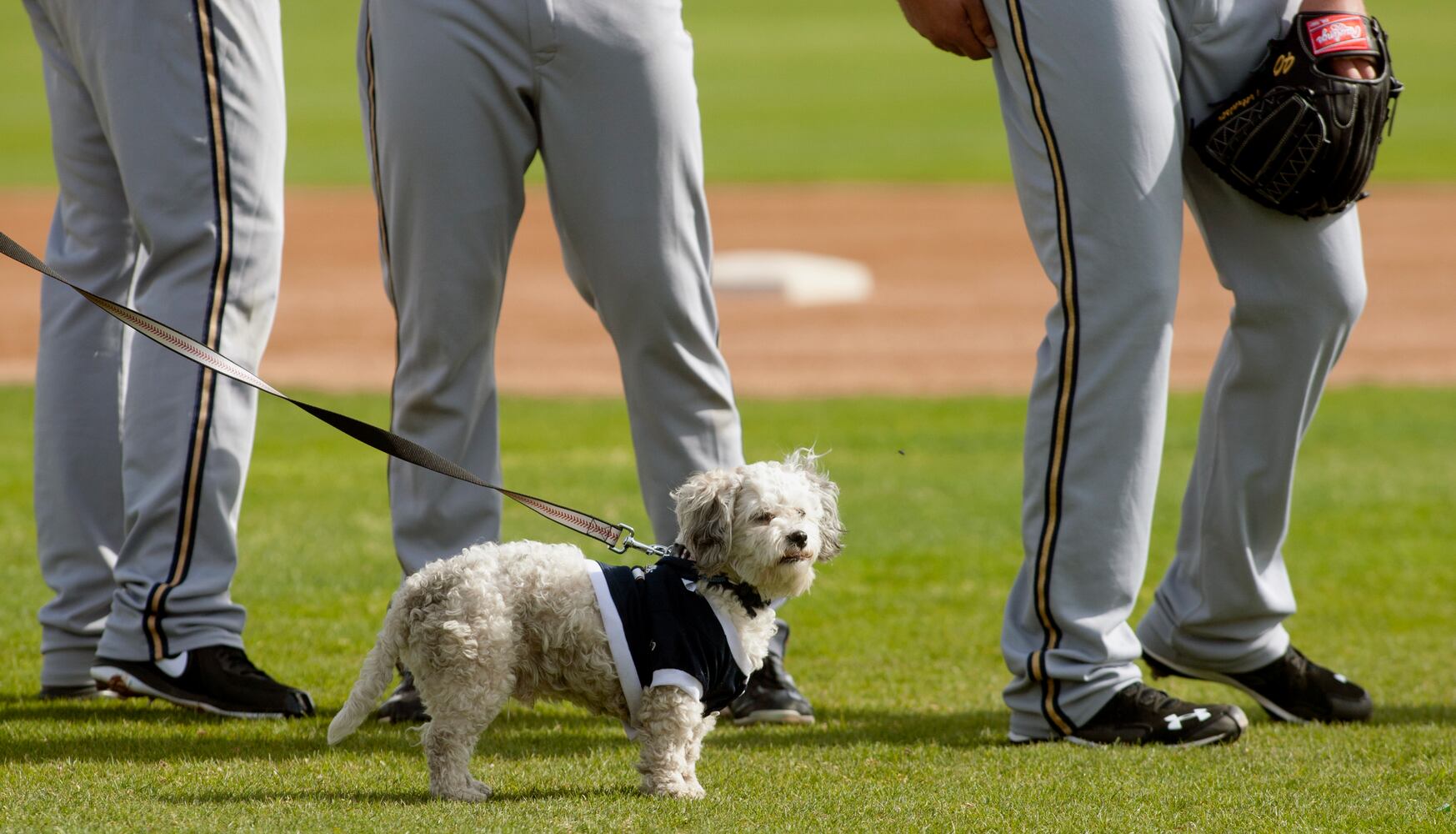 Milwaukee Brewers adopt stray, name it "Hank" after Hank Aaron