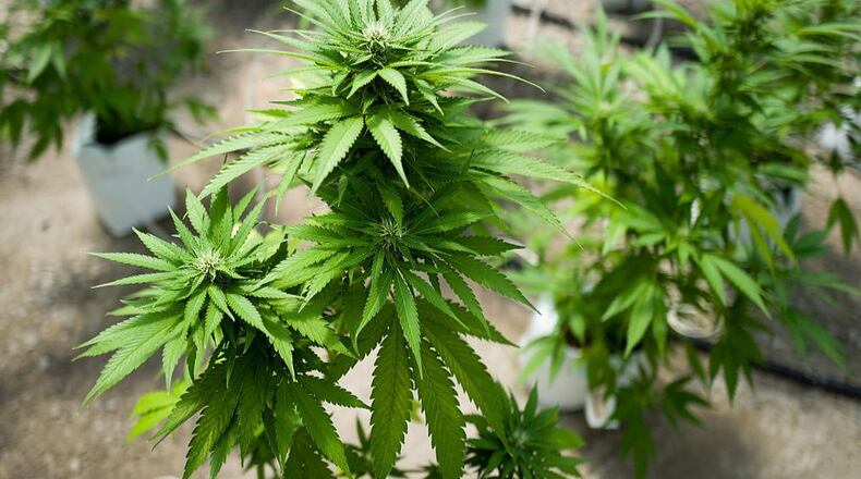 Cannabis plants grow in the greenhouse at a medical marijuana cultivation facility.