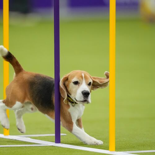 A dog jumps over a hurdle while competing in the Masters Agility Championship Finals at the 150th Westminster Kennel Club Dog show, Saturday, Jan. 31, 2026, at the in New York. (AP Photo/Yuki Iwamura)