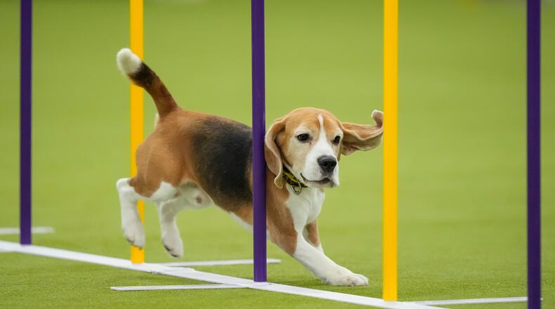 A dog jumps over a hurdle while competing in the Masters Agility Championship Finals at the 150th Westminster Kennel Club Dog show, Saturday, Jan. 31, 2026, at the in New York. (AP Photo/Yuki Iwamura)