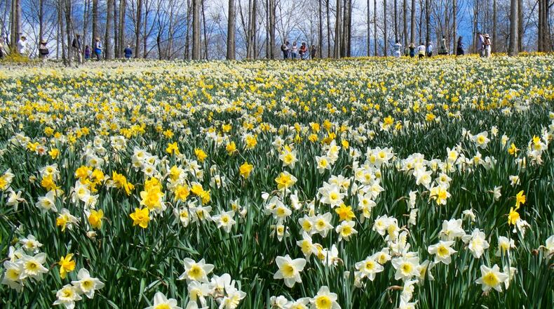 Gibbs Gardens in Cherokee County is the site of millions of daffodils that will bloom over six weeks, starting around mid- to late February or in early March, depending on the weather. (Courtesy of Gibbs Gardens)