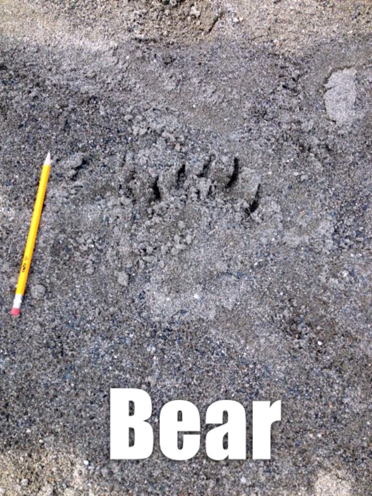 Can you identify these animal tracks?