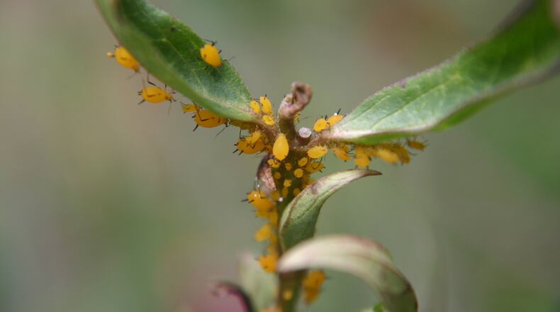 Milkweed aphids can quickly colonize a plant. WALTER REEVES