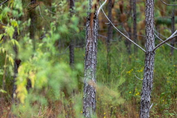 Southern yellow pine trees growing at a tree farm operated by Russ Yeomans in Swainsboro. (Arvin Temkar/AJC)