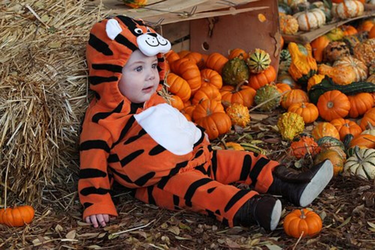 Celebrity chefs go for pumpkin carving win