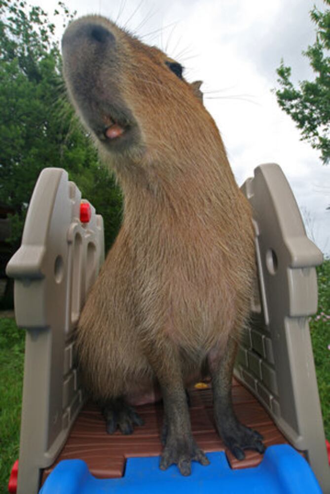 Giant rodent makes unusual pet