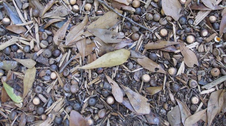 A carpet of acorns will sprout into small seedlings that are terribly difficult to pull. (Courtesy of Daryl Pulis)