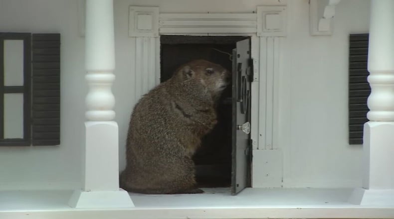 RAW VIDEO: Georgia's groundhog makes his prediction