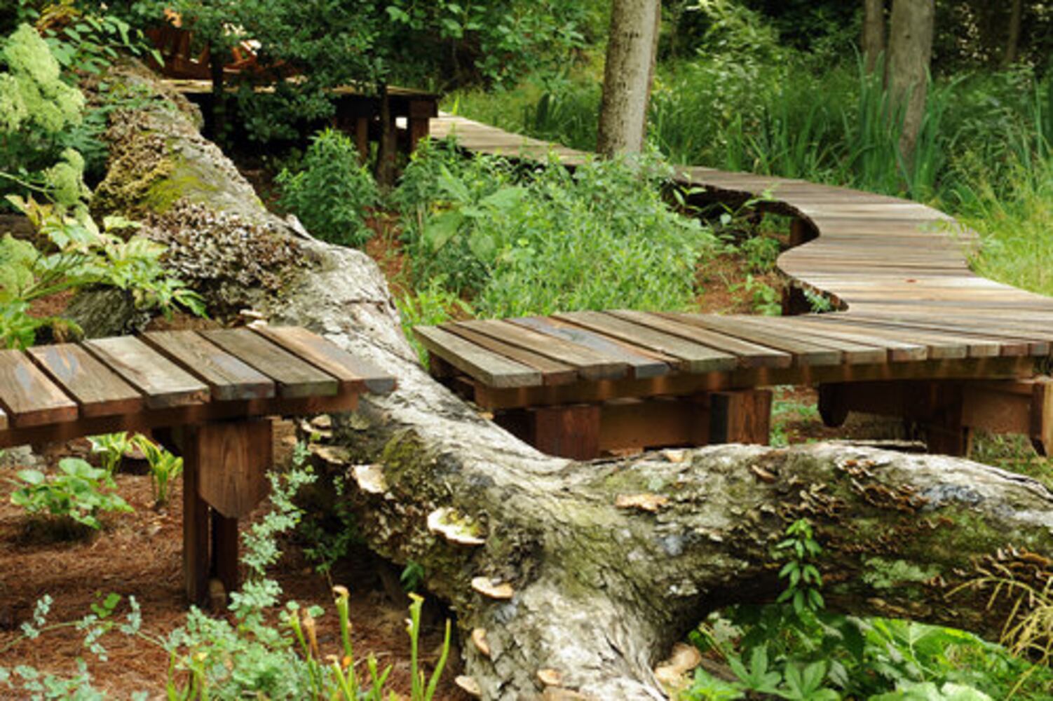 A wooded Druid Hills garden planted with TLC