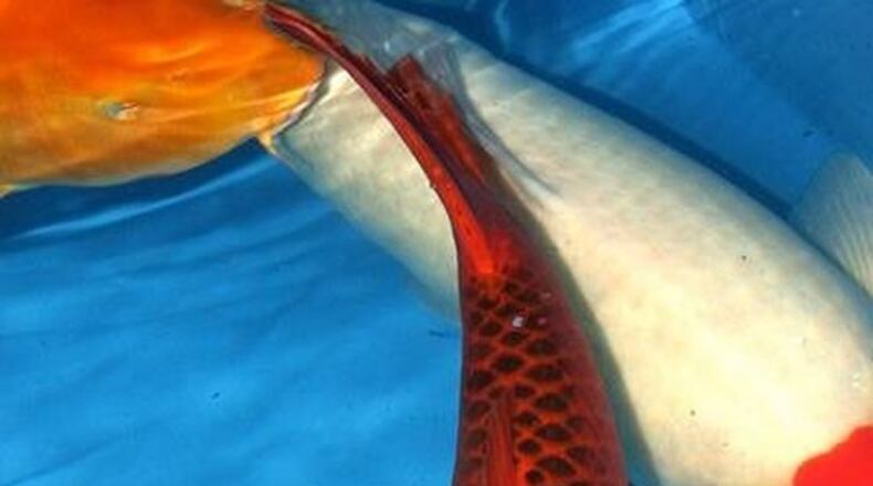 Distinctive koi are beautiful in a backyard pond. (Walter Reeves)