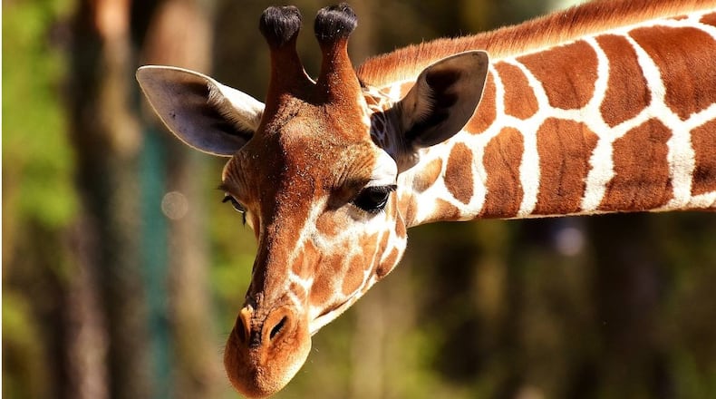 A giraffe at the Kansas City Zoo suffered a fatal spinal injury Wednesday.