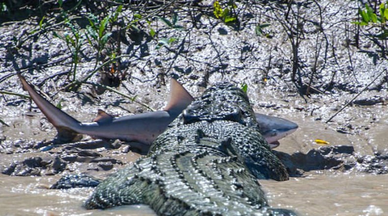 Andrew Paice posted to Facebook the photo of an epic battle between a crocodile and shark in Northern Territory, Australia.
