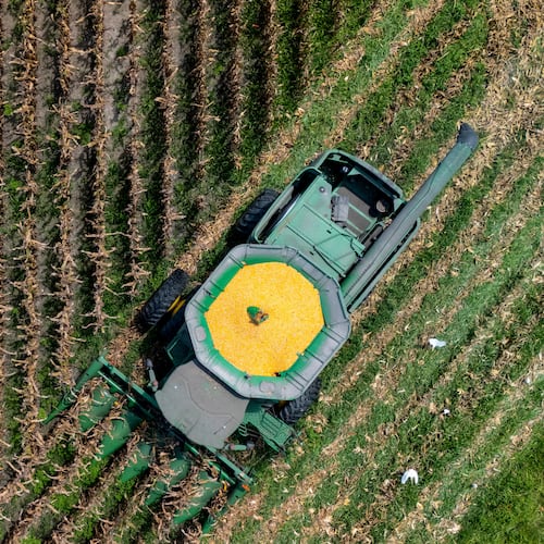 FILE - A farmer harvests seed corn on July 29, 2025 near Albany, Ga. (AP Photo/Mike Stewart, File)