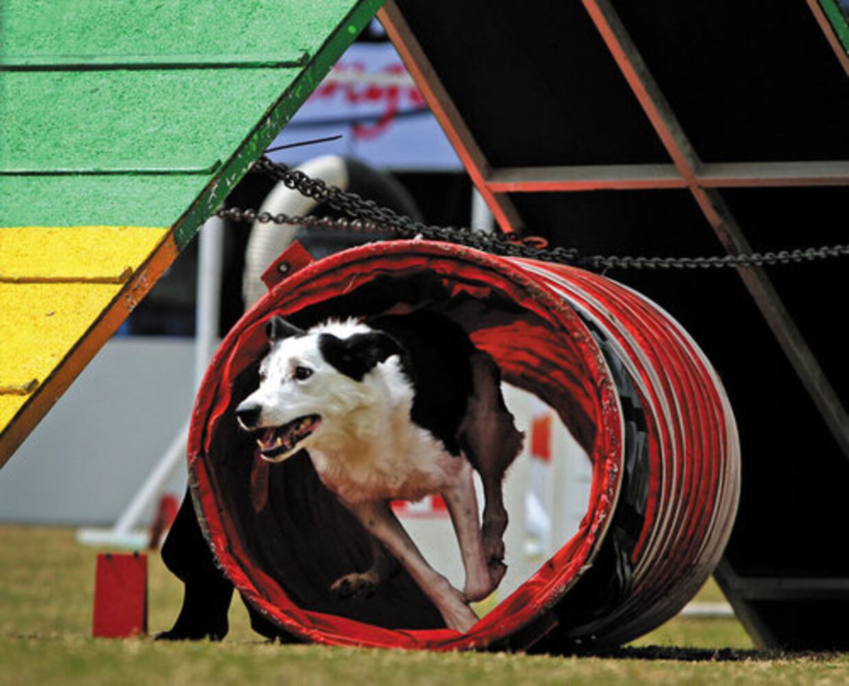 Purina Incredible Dog Challenge