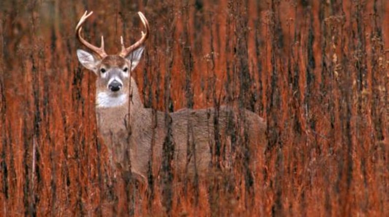 A plan to cull deer at the Whitewater Creek Country Club subdivision in Fayette County has drawn opposition from some residents. File Photo.