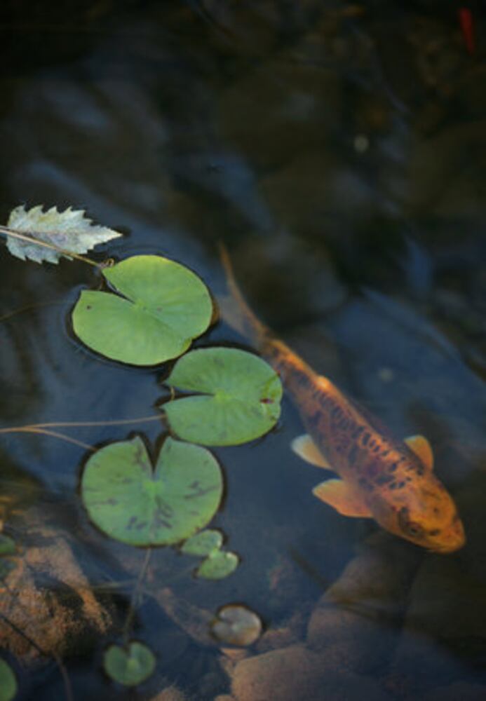 Amazing Space: Zen and the art of landscaping