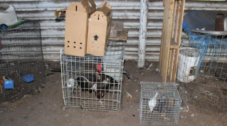 A rooster fighting and breeding compound was uncovered by a pizza delivery driver in Winter Haven, authorities said.