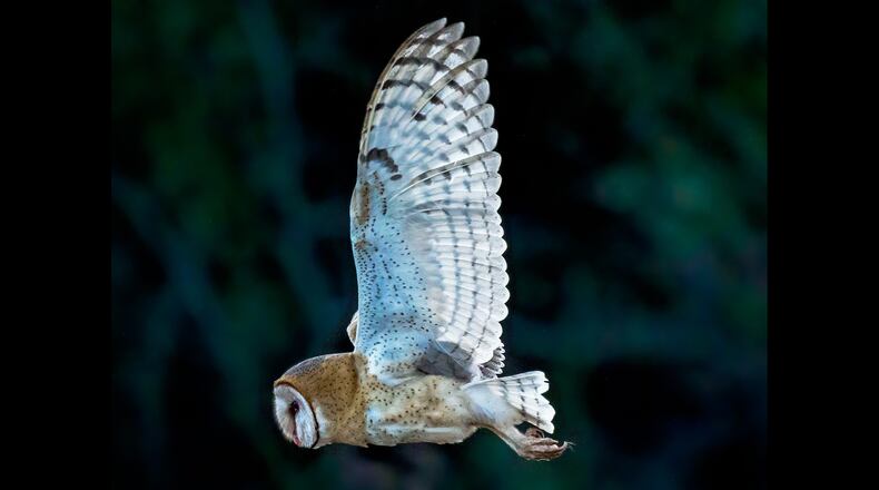 This female barn owl has been attracting small crowds of bird-watchers every day at Legacy Park in Decatur. The barn owl, one of four species of native owls in Georgia, is rarely seen, especially in urban areas. (Courtesy of Steve Rushing)