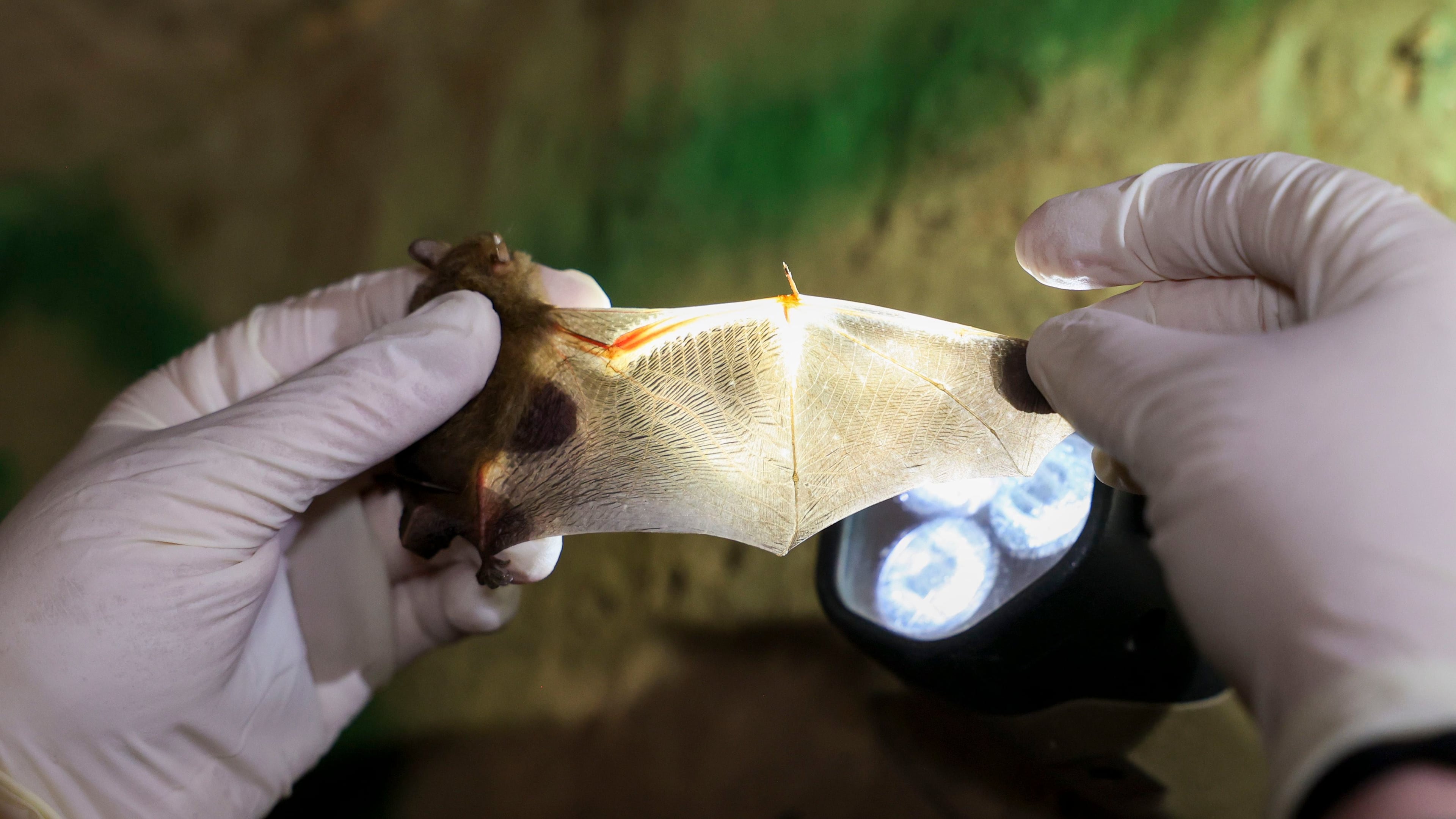 Department of Natural Resources wildlife biologist Emily Ferrall inspects the wings of a tricolored bat inside a culvert in northeast Georgia. Wild animals have the same kinds of psychological experiences as companion animals so they are equally worthy of our consideration, writes guest columnist Cat Kerr. (Jason Getz/AJC 2023)