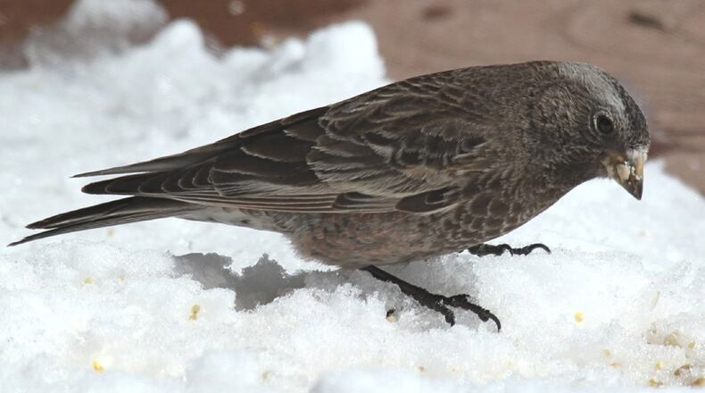 This finch looks similar to the Guyanese finches found in a passenger's carry-on luggage at JFK on Sunday. The finches are prized for their singing voices and are used for gambling in Brooklyn and Queens.
