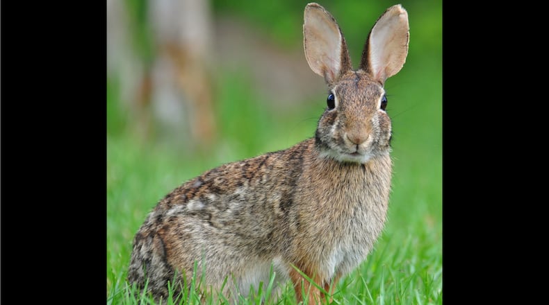 The Eastern cottontail (shown here) is the model for the Easter Bunny. Of the four rabbit species in Georgia, the Eastern cottontail is the most common and widespread. (Courtesy of Gareth Rasberry/Creative Commons)