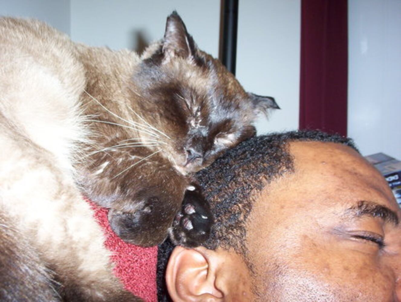Cats Rule: Atlanta's Pampered Felines