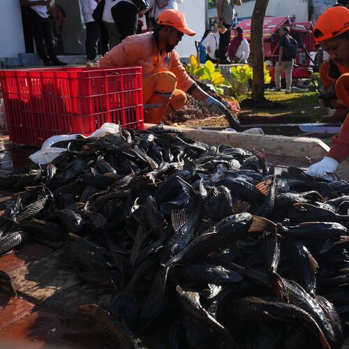 Municipal workers kill recently caught janitor fish before burying them during a campaign to remove the invasive species from the city's rivers, canals and water reservoirs, in Jakarta, Indonesia, Friday, April 24, 2026. (AP Photo/Tatan Syuflana)