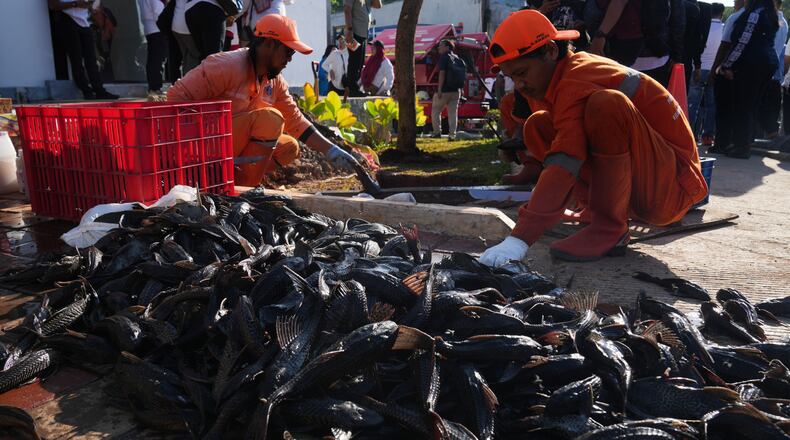 Municipal workers kill recently caught janitor fish before burying them during a campaign to remove the invasive species from the city's rivers, canals and water reservoirs, in Jakarta, Indonesia, Friday, April 24, 2026. (AP Photo/Tatan Syuflana)