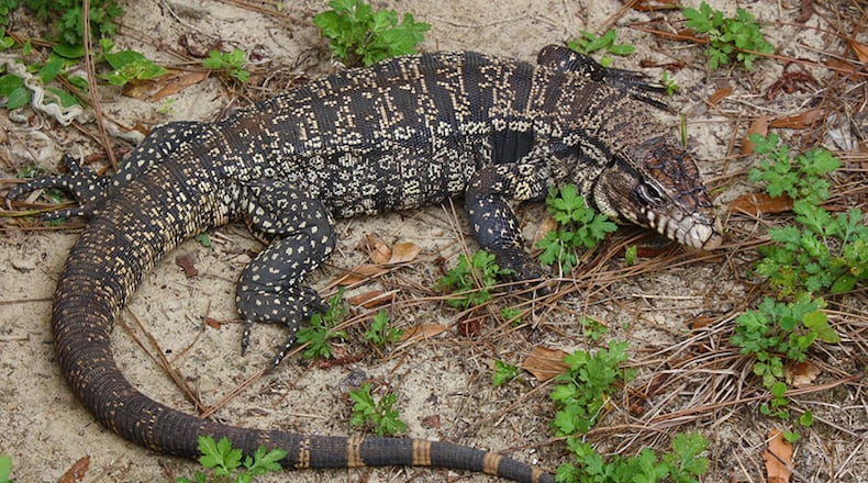 The Argentine black and white tegu is a large, nonnative lizard considered a threat to native species, according to the Florida Fish and Wildlife Conservation Commission. Researchers are looking for a little help to remove the invasive lizard from South Georgia before it’s too late.