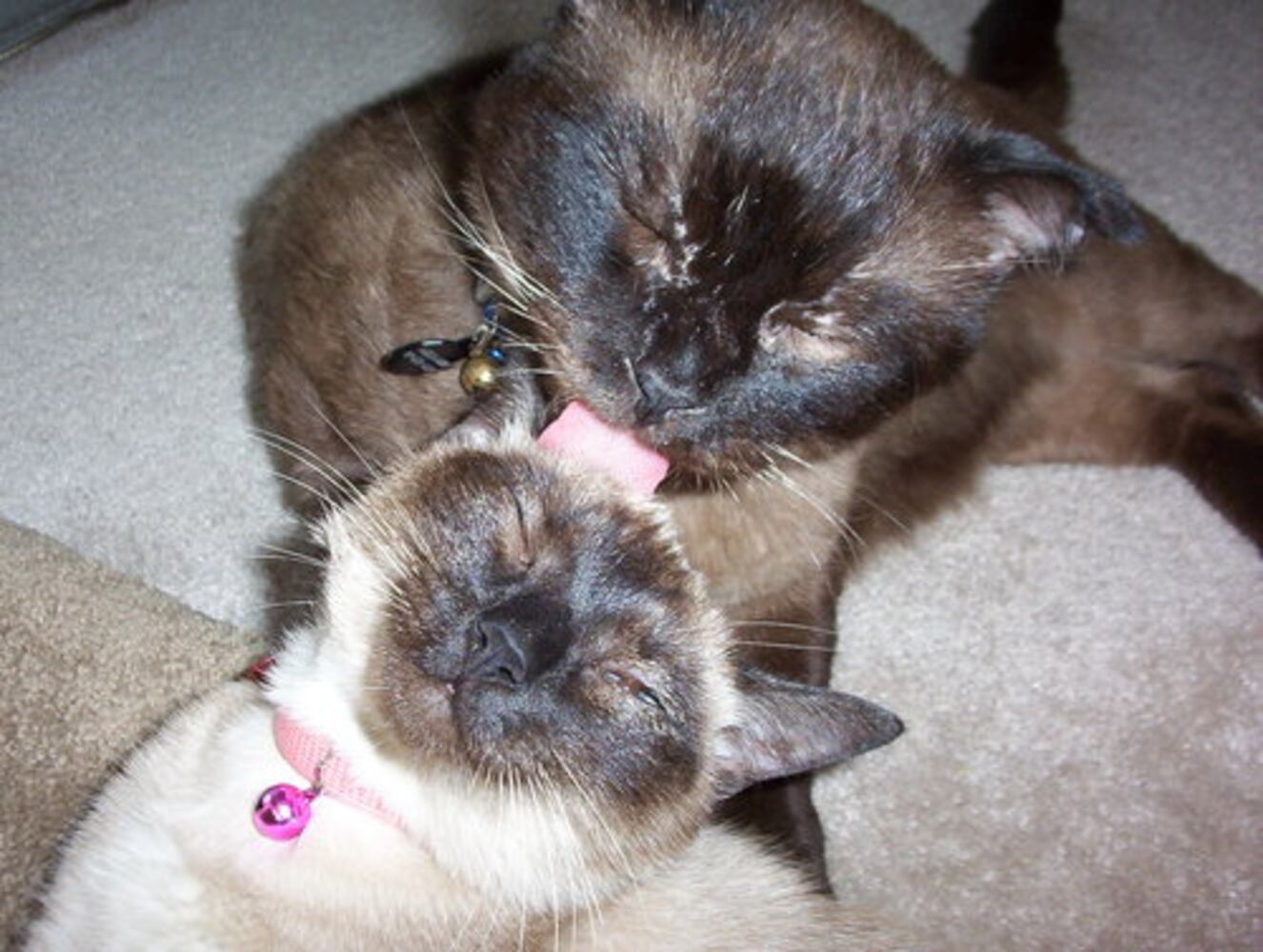 Cats Rule: Atlanta's Pampered Felines