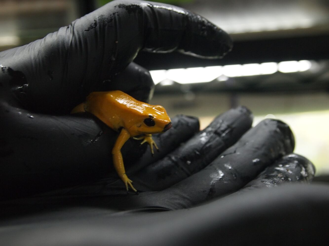 The frogs at Atlanta Botanical Garden
